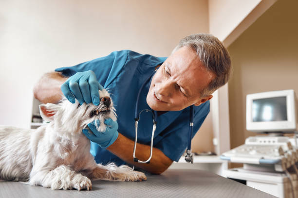 Best Urgent Dental Care  in Andover, KS